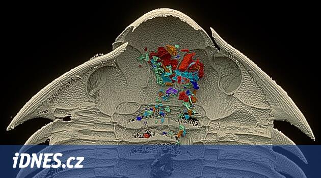 Que mangeaient des trilobites vieux de 465 millions d’années ?  Les Tchèques ont pu analyser le tractus fossile