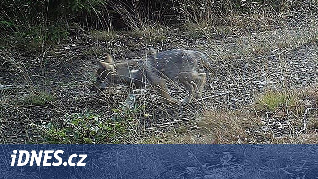 Kurtlar için kamera tuzakları. Gözleme Pelhřimov bölgesindeki doğa koruma uzmanları katıldı
