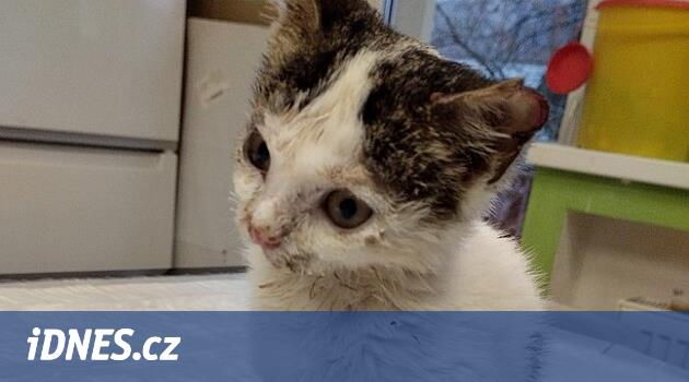 Yanmış yavru kedinin kuyruğu kırık, vücudunda şeytan kedisi var.  Zalime ödül koydular