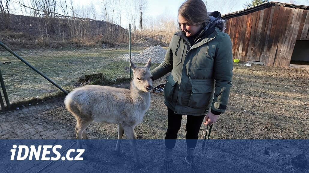 Kurtarıcı geyik yavrusunu sütten kesti ve onu her üç saatte bir buzağı sütüyle besledi