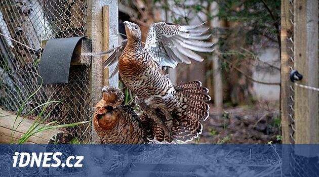 Lesníci vypustili v Beskydech šestadvacet ohrožených tetřevů, pocházejí z Alp - iDNES.cz