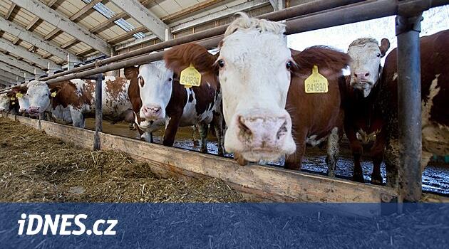 Milletvekilleri, hayvan zulmü nedeniyle mezbahalarda kamera zorunluluğunu onaylayacak