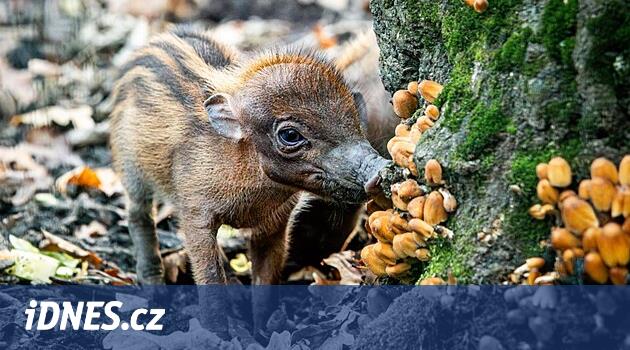 Filipinler'den gelen domuz yavruları Ostrava hayvanat bahçesinde doğdu, vahşi doğada yok olma eşiğindeler