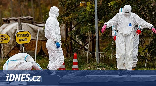 Kazlar tabağa gitmek yerine işleme tesisine gidiyor. Hodonín'de 32 ton ölü kuş olacak