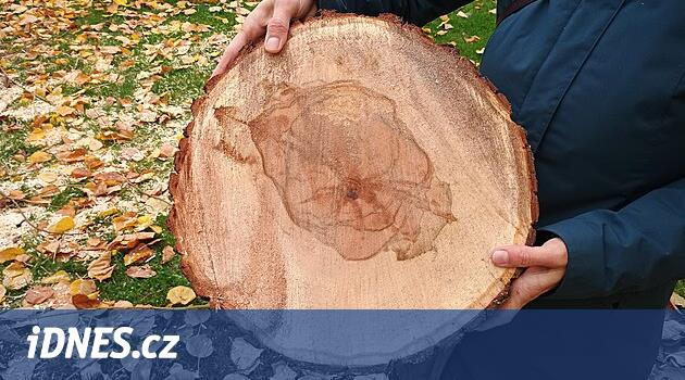 Hastalıklı ıhlamur ağacını kestiler, tomografi onun ve diğer ağaçların sağlığını ortaya koyuyor