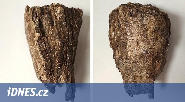 Arkeologlar binalar arasında devasa bir cennet keşfettiler. Kemikler her yerdeydi, neşeleniyorlardı