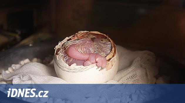 Maymun kartalını kurtarmada büyük buluş. Liberec Hayvanat Bahçesi başarılı suni tohumlamaya yardımcı oldu
