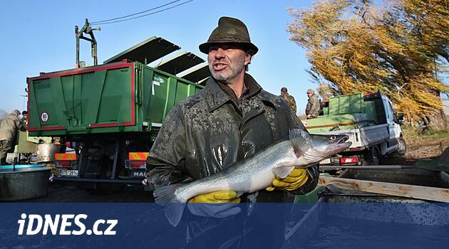 Ağları yerleştirdiler ve beklediler. Bezruč'taki bazı balıklar sel nedeniyle yola sürüklendi