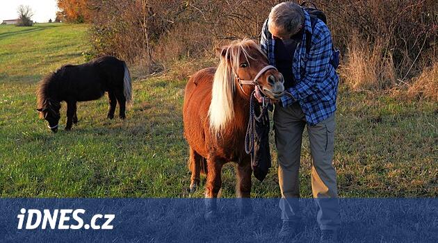 Návrat z pastvin. Šestice shetlandských poníků se vydala na zimoviště k Rokytnu - iDNES.cz