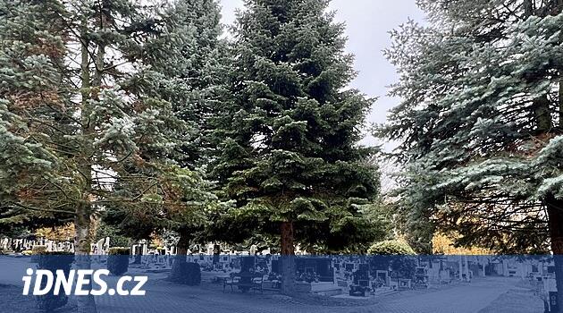 Noel ağacı, Loun'un planlarına göre mezarlıktan olacak. Küfür, insanlar tepki gösteriyor