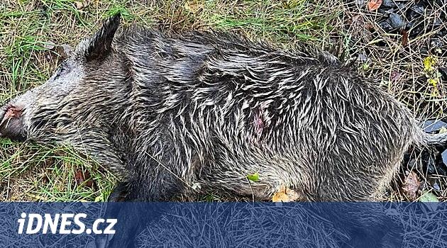 Liberecko'da polisin yaban domuzlarını vurması sona erdi, avcılara göre etkisizdi