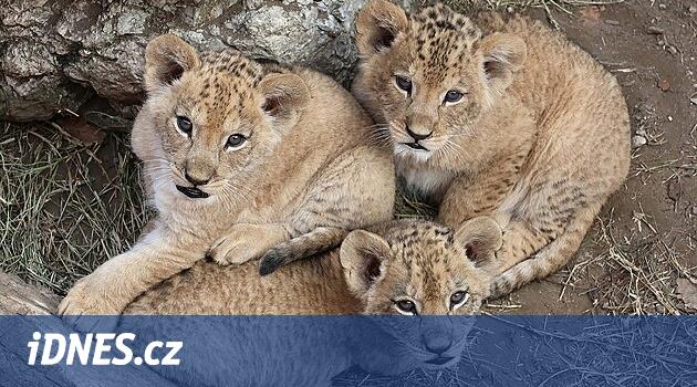 Aslan yavruları Hodonín hayvanat bahçesinde iyi durumda ve ziyaretçiler artık onları görebiliyor