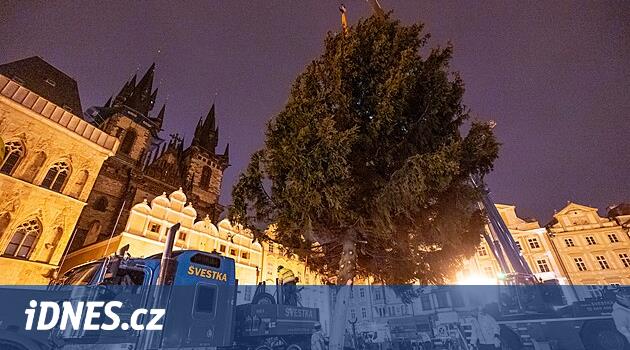 Noel ağacı zaten Eski Şehir Meydanı'nda duruyor, Cuma gününe kadar süslenecek