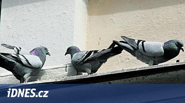 Louny'de bir çift şahin güvercinlerle dövüşecek, birkaç ay eğitimden geçecekler
