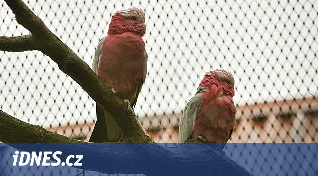 Irbis, pandalar veya pembe kakadular. Jihlava Hayvanat Bahçesi sizi keyifli bir kış yürüyüşüne davet ediyor