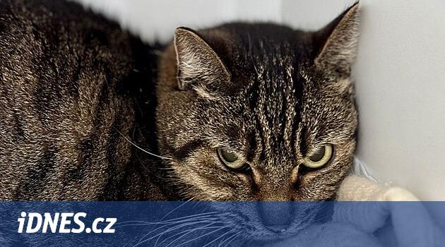 Castration, aşırı büyümüş kedilerle mücadelede Olomouc'a yardımcı olmaktır.