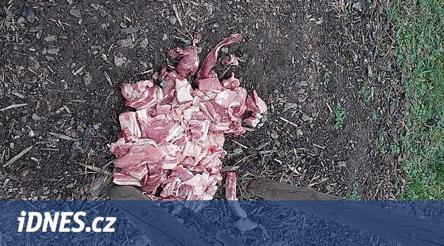 Ağacın yanında 10 kilo et vardı. Aslanı beslemek mi? Komşunuzu özlüyor musunuz? insanlar şaka