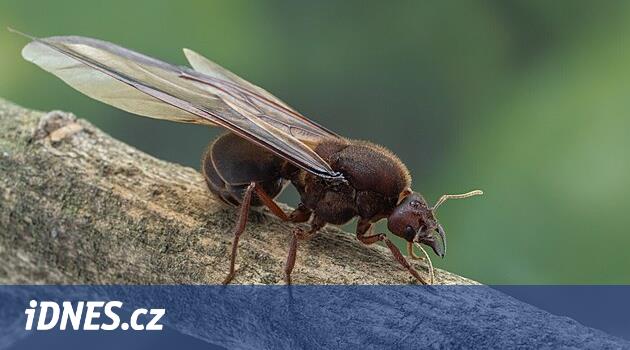 Meksika karıncaları gurme dünyasını fethediyor. Fiyatları önemli ölçüde arttı