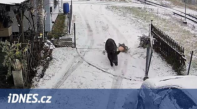 İri yaban domuzu evin kapısını bir hiç gibi açarak havlayan köpeğe doğru koştu.