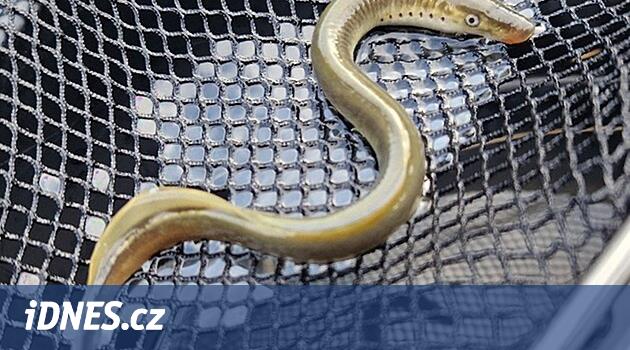 Seller 2024 | Jeseníky akışlarından gelen güçlü balık akışı itilmedi. Ama eksik genç parçalar