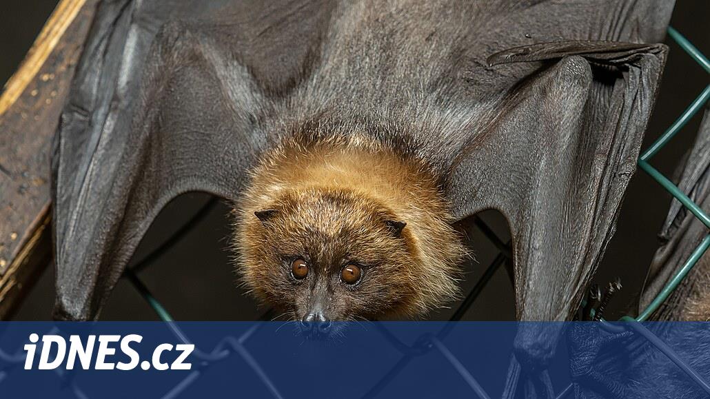 Svátý Kopeček'teki hayvanat bahçesi bir kanguru ve mantarları seven cüce bir kanguru ile güçlendirildi