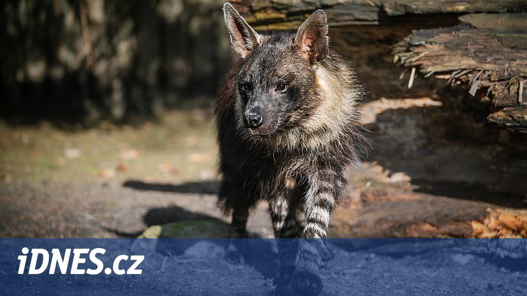Sırtlanların tüm türleri bir arada. Dvur Králové'de dünyadaki tek hayvanat bahçesi var