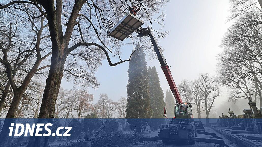 Spada ağaçların kesilmesi, aynı zamanda yükseklik platformu görevi de gören modern bir makine ile kolaylaştırılmaktadır.