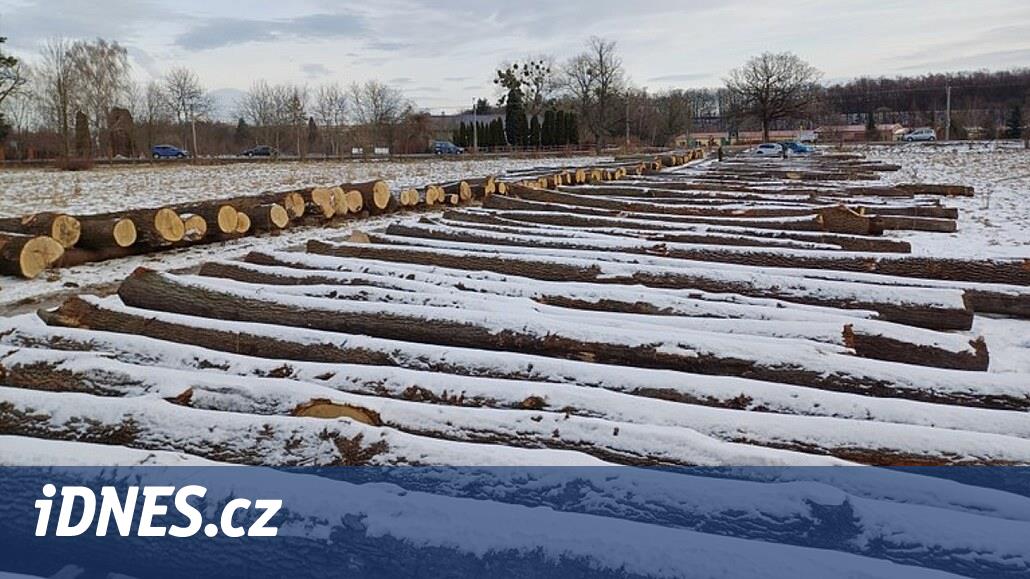 Çinliler bir kübik odun için on binlerce para ödedi, bu yüzden Ostrava açık artırmayı tekrarlayacak