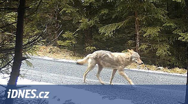 Kurtlar artıyor, yetiştiriciler sürülerden korkuyor. Bazıları sona ermeyi tercih ettiklerini düşünüyor