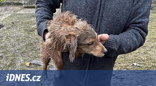 Dışkıda bir deri bir kemik kalmış yavru köpekler, koyunlarla beslenen makarna. İstismar polis tarafından araştırılıyor