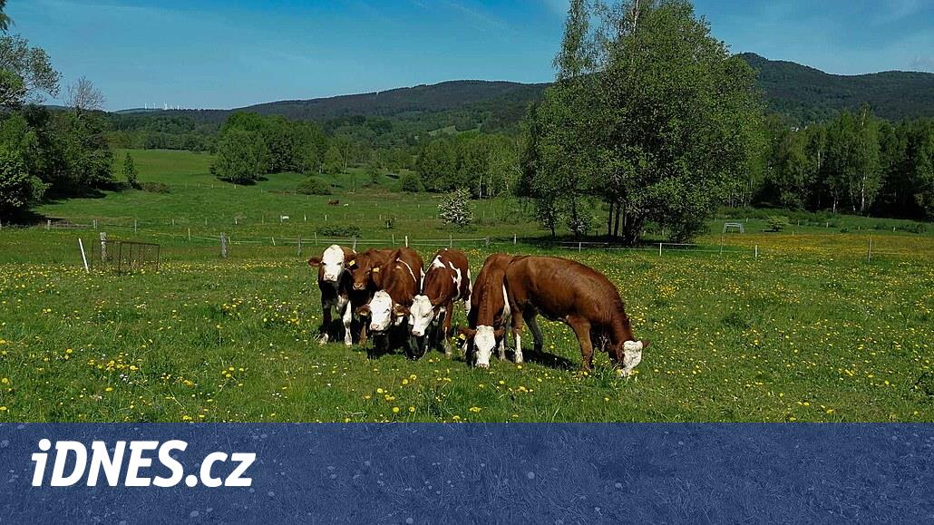 Liberec bilim adamları Jizera Dağları çayırlarına nasıl bakılacağını öğreniyorlar
