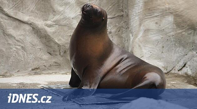 Tüm hayatını buradaki hayvanat bahçesinde geçiren dişi deniz aslanı, Liberec'te beklenmedik bir şekilde öldü.