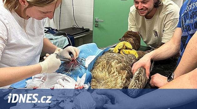 Pelhřimovsk'ta bir kartalı vurdular. Operasyonun ardından yaşam mücadelesi veriyor, polis zanlıyı arıyor