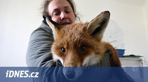 Záchranná stanice rezervace Soos praská ve švech, může za to i počasí - iDNES.cz