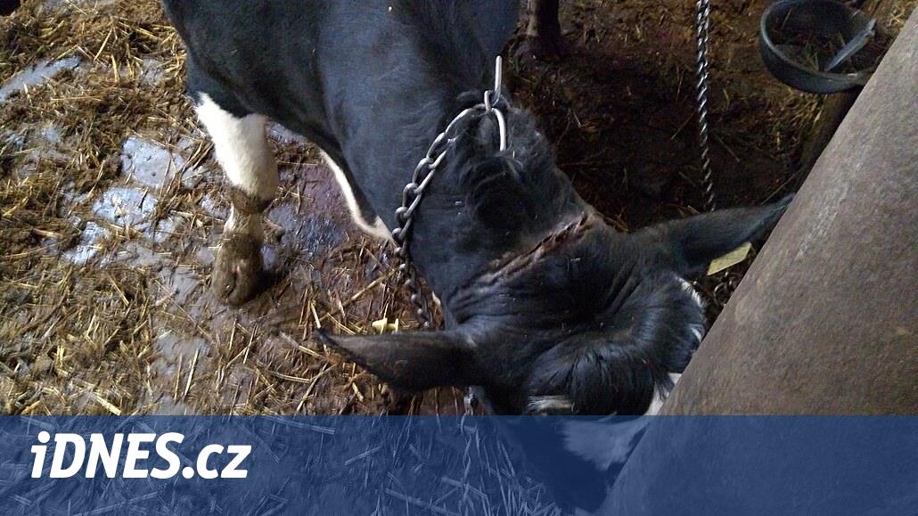 Dışkıdan kaynaklanan kir, zincirlerden kaynaklanan yaralar, sopalarla dayak. Jihlavsk'ta işkence görmüş sığırlar bulundu