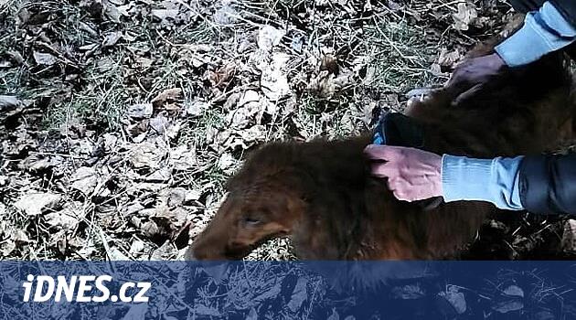 Dachshund kunduzu kovaladı ve derin bir çukura sıkıştı, itfaiyeciler onu kurtardı