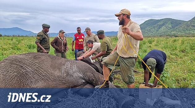 Tanzanya'daki fillere Çek Cumhuriyeti'nden takip tasmaları verildi, bilim adamlarından oluşan ekibin gözünü korkutmak istediler