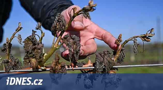 Sigorta şirketlerinin tahminlerine göre don, yüz milyonlarca dolarlık hasara yol açtı. AB'den gelen yardımlarla ilgili muhteşem konuşmalar