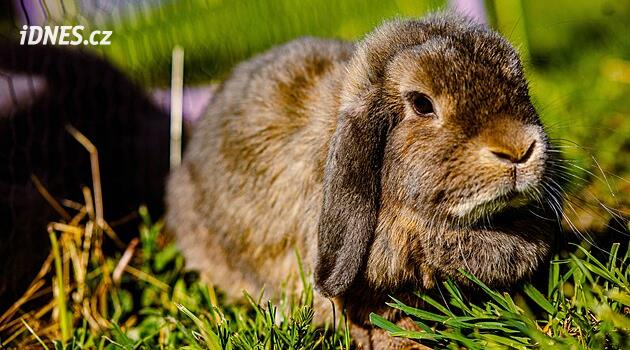 Bir anne ve kızı Štětí'deki çocuk oyun alanında tavşan temizliyorlardı