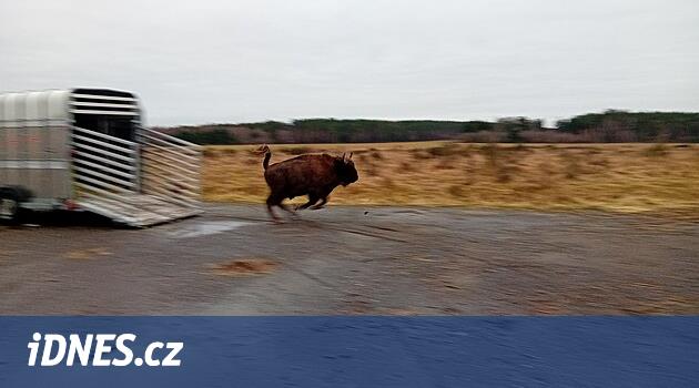 Milovice ve Ralsko'da bizon değişimi.  Şimşek topu Çek ırklarının canlanmasına yardımcı oluyor