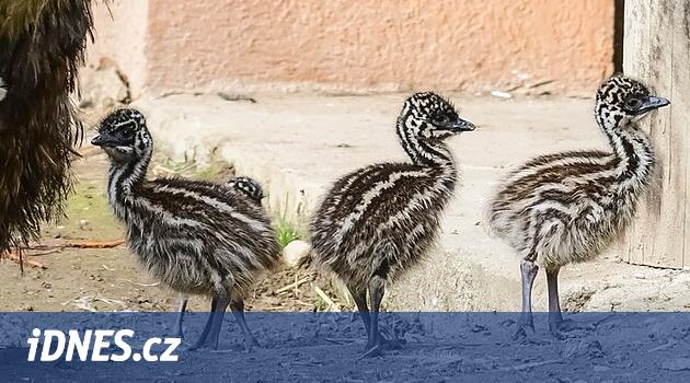 Jihlava Hayvanat Bahçesi'nde iki dördüz doğdu. Yavruların kazları ve emusları var
