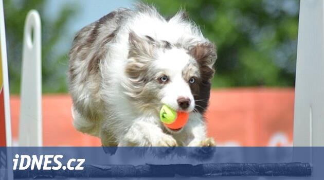 Top için engellerin üzerinden geçin ve hızla geri dönün. Hem köpekler hem de sahipleri uçan topun tadını çıkarıyor
