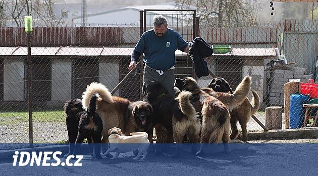 Fakir ama mutlu olmayı seçtim, diyor yumuşak ruhlu dev yetiştirici