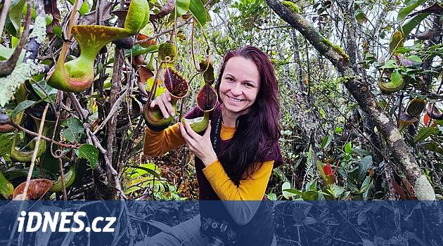 Canlı tuzaklar. İnsanlar Olomouc'ta aç etoburları görecek, hatta bazıları kemirgenleri bile yutacak