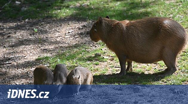Jako zvětšená morčata. Zlínská zoo se pyšní největším odchovem kapybar ...