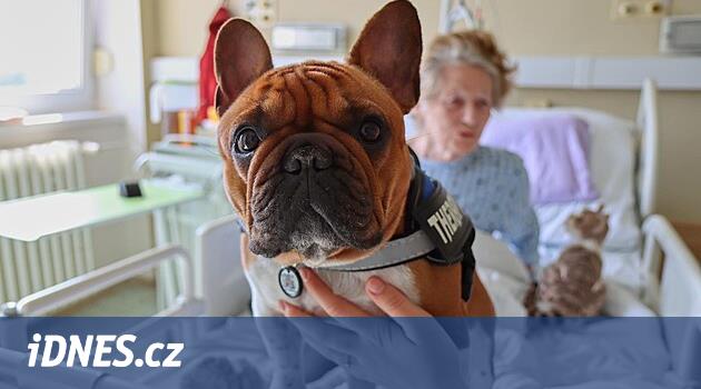 Yuki hem hastalar hem de tıp uzmanları tarafından seviliyor. Turnov'daki hastanede dişi bulldog “iyileşiyor”