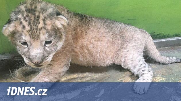 Zayıfladı, kayıtsızlaştı ve zayıfladı.  Hodonín Hayvanat Bahçesi nadir bir aslan yavrusunu kaybetti
