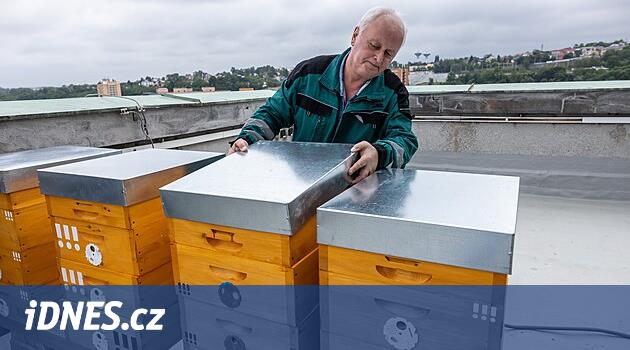 Medová Ostrava: Arılar belediye binasının 40 metre yüksekliğindeki yürüyüş yoluna yerleşiyor