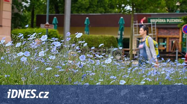 Jihlava'nın kalabalık caddeleri çiçek tarhlarıyla, çiçekli zirveler zambaklarla aydınlanıyor