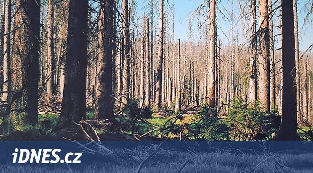 Kůrovec na Šumavě ubral, kácelo se méně. Letos může kalamita skončit - iDNES.cz